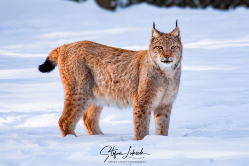 Luchs