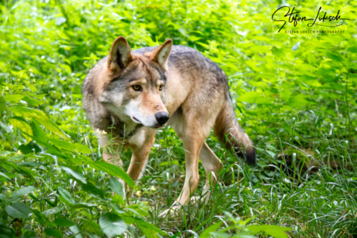 Timberwolf Canis lupus lycaon