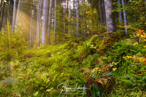 Im Wald, wo die Feen wohnen